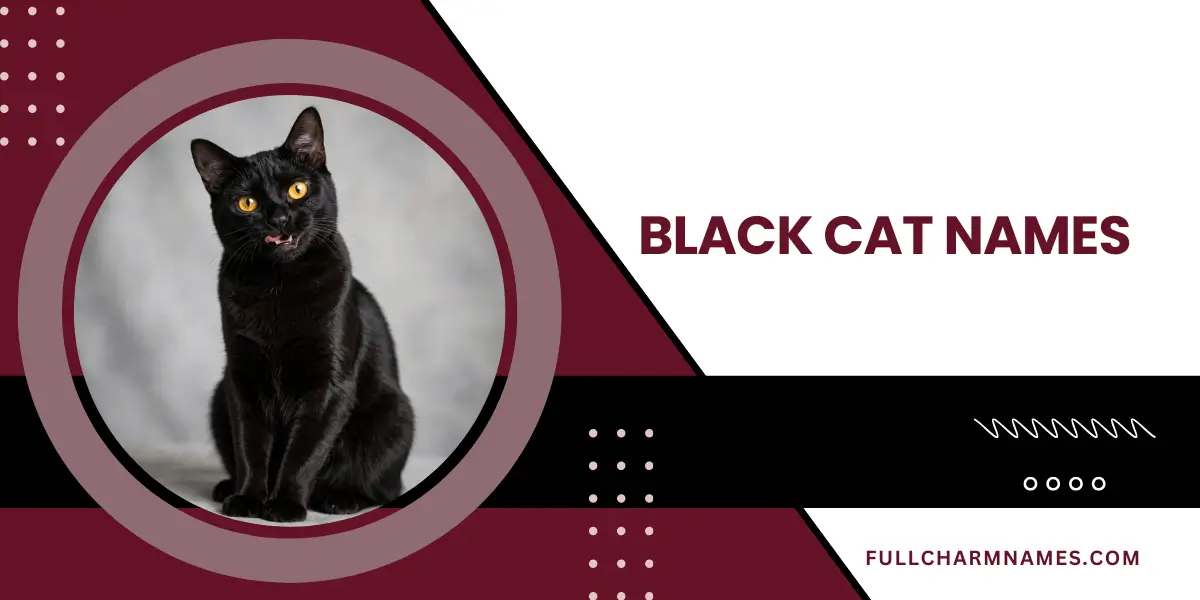 Black Cat Names