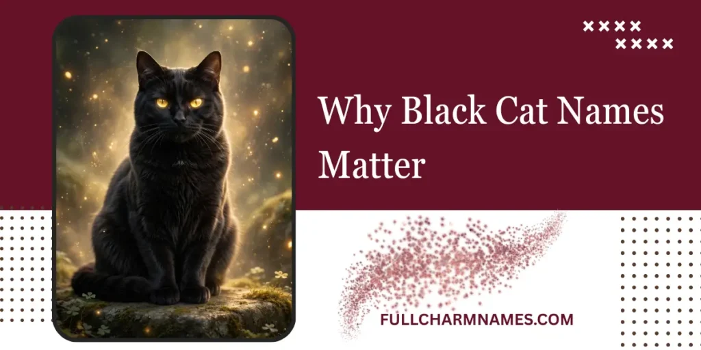 Why Black Cat Names Matter
